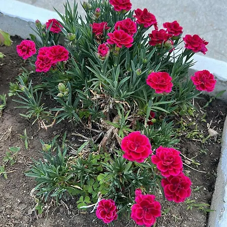 парк-хотел рива Apartament *